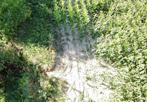 Nastolatkowie wjechali hulajnogami w pole kukurydzy. Właściciel oszacował straty, sąd zajmie się sprawą
