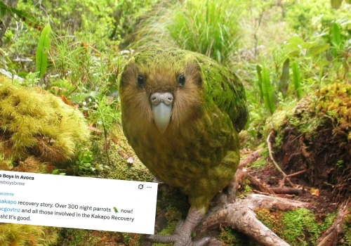 Udało się ocalić kakapo, zagrożony gatunek najdorodniejszych papug na świecie