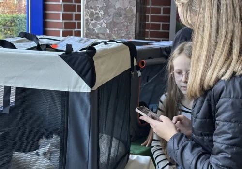 Kocia wystawa po raz drugi. Podopieczni schroniska znów będą szukać swoich domów