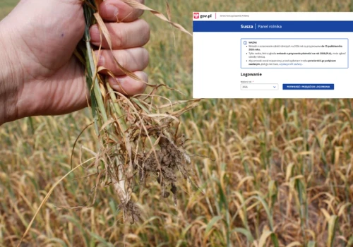 ARiMR przejmie aplikację do zgłaszania szkód? Jest projekt zmian
