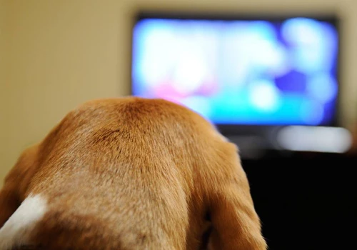 Zostawiasz psu włączony telewizor? Psychologia mówi wprost