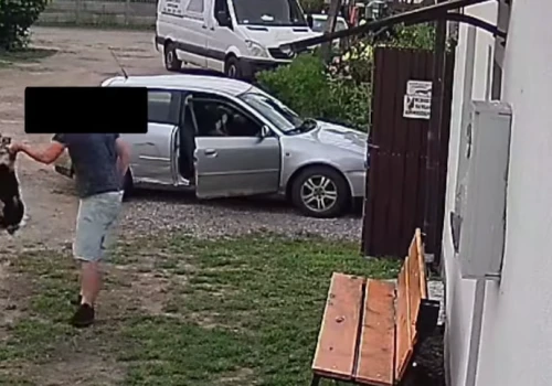 10 miesięcy więzienia za brutalne znęcanie się nad psem w Ognicy. Oprawca tłumaczył: „Nie mogłem się oprzeć”