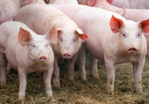 Obniżki cen tuczników. Średnia klasy E już poniżej 7 zł/kg