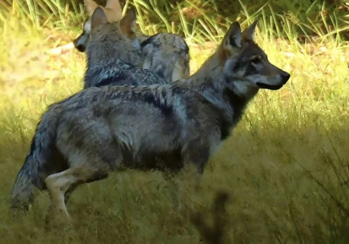 Poranny patrol i niezwykłe spotkanie. Wataha wilków w Roztoczańskim Parku Narodowym