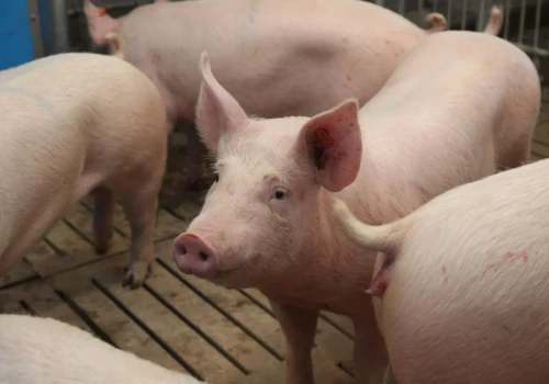 Do 100 tys. zł na inwestycje przeciw ASF. Rusza nabór