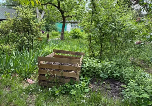 Nie wyrzucam wszystkich chorych liści. Rozdrabniam je i wrzucam na kompost, ale pilnuję 60°C