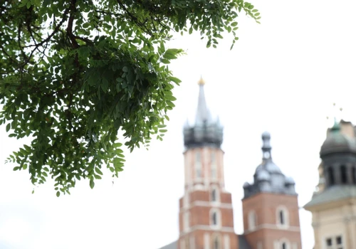 Drzewa pojawią się na Rynku Głównym. Miasto szuka wykonawcy