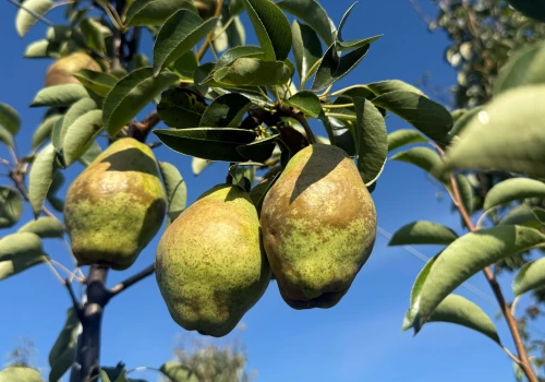 Gruszka pilnie poszukiwana. Skup Agro Fruit Beata Kucharska szuka konkretnej odmiany