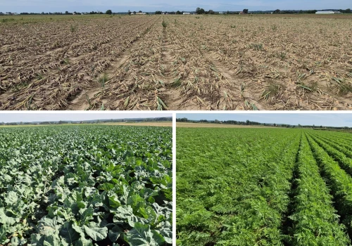 Kwidzyński Dzień Warzyw 2026. Jakie technologie pokazano na plantacjach?