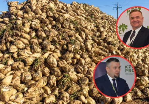 Buraki cukrowe to niższe plony, presja ceny i ryzyko odpływu plantatorów. Mocne słowa o sytuacji w branży