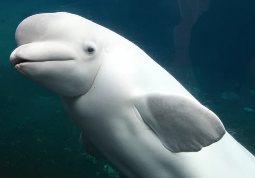 Dwie kolejne biełuchy zmarły w akwarium Shedd w Chicago