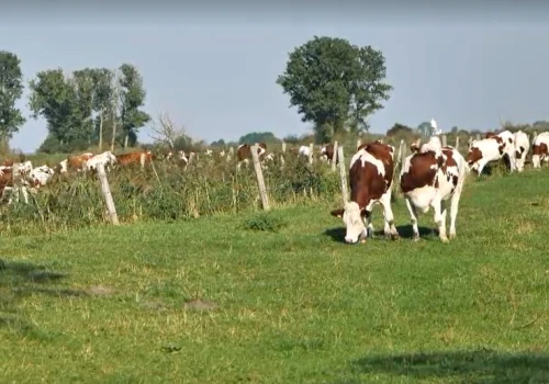 UE wstrzymuje brazylijskie mięso. W tle wysoki import z Mercosur