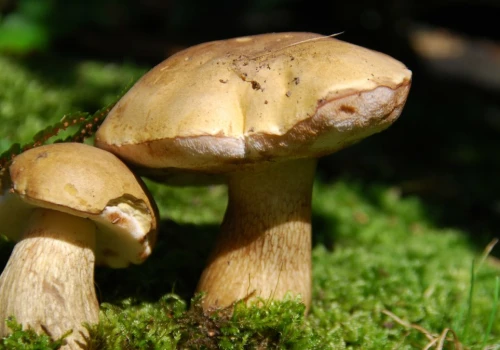 Do złudzenia przypomina borowika, ale jest trujący. Uważaj na grzybobraniu