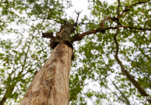 Dwa młode platany uschły na Jasnych Błoniach
