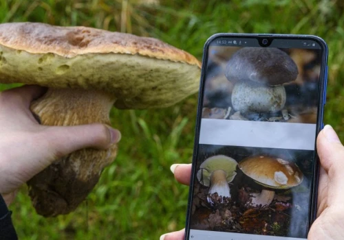 Lepiej nie sprawdzać grzybów w ten sposób. Specjalista od AI ostrzega