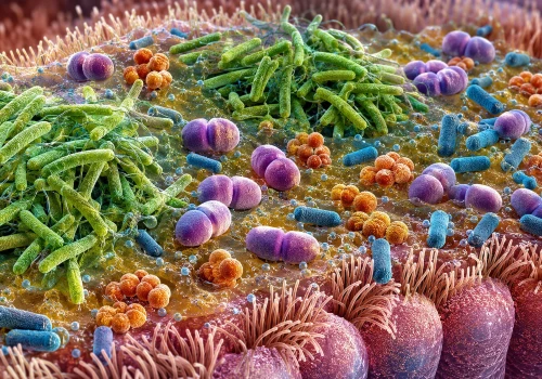 Pseudomonas aeruginosa nie działa w izolacji. Model dróg oddechowych ujawnia rolę innych bakterii