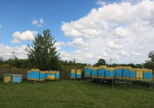 Jesienne karmienie pszczół. Cukier czy gotowy syrop?