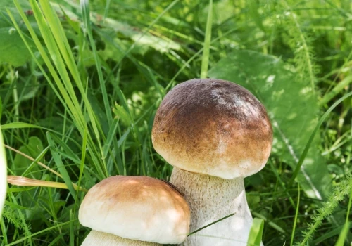 Borowiki pod oknem bez wypraw do lasu. Podlej wodą z cukrem
