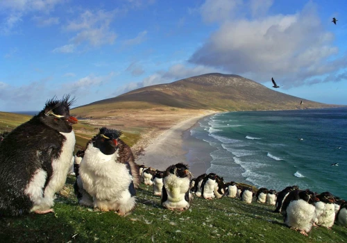 Argentyna zwiększa presję na Falklandy. Javier Milei zapowiada sankcje za wydobycie ropy