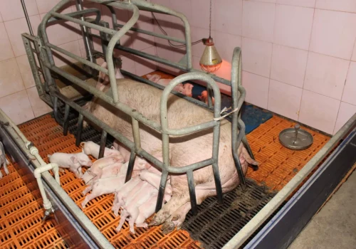 Małe prosięta szybko tracą siły. Tak zwiększysz ich szanse na przeżycie