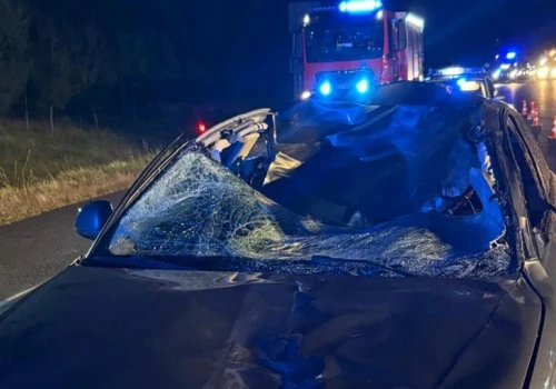 Niebezpieczne zderzenie z łosiem na S5. Trzy osoby zabrane do szpitala