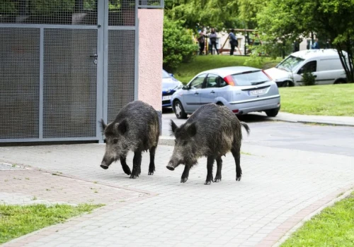Dzik zaatakował ciężarną. Straciła dziecko