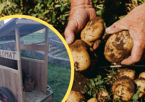 17-latek z Podlasia zbudował kartoflomat. 