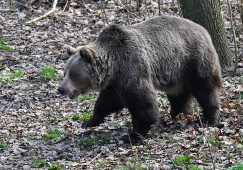 Krew i sierść ujawnią prawdę o drapieżnikach. Będą badania genetyczne