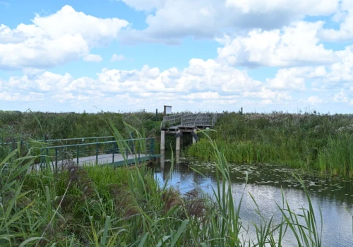 „Tak źle jeszcze nie było”. Narew wysycha, park zamyka atrakcje