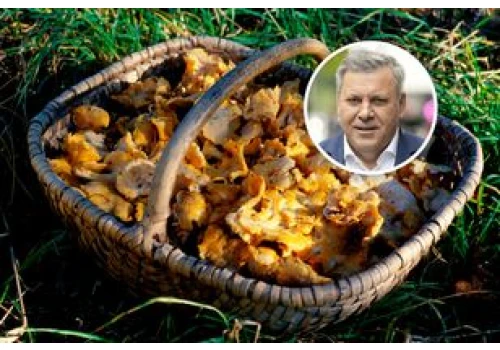 Gdzie są grzyby? Piechociński wskazuje regiony. 