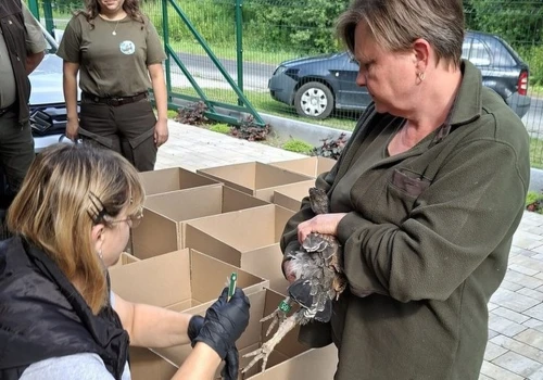 Rzadkie ptaki wracają do polskich lasów. Wielki sukces