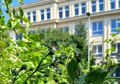 Zielona lekcja pod gołym niebem. Przy ul. Urzędniczej powstał ogród deszczowy