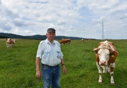 Zrezygnowali z kiszonki z kukurydzy. Ich krowy dają ponad 6 tys. kg mleka