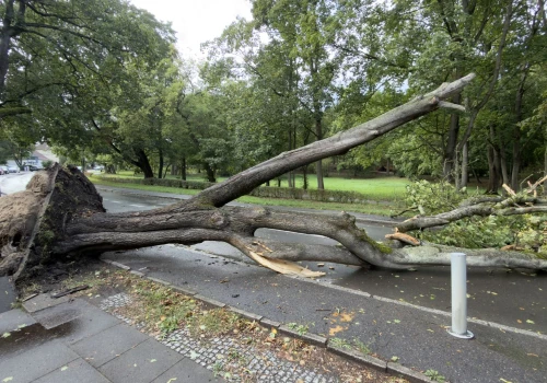Wiatr nie odpuszcza. Powalone drzewa powodują utrudnienia