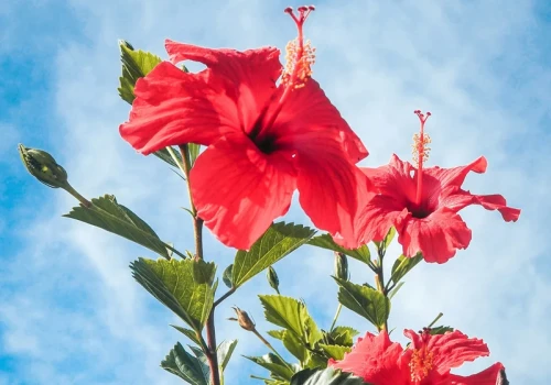 Hibiskus ma kwiaty jak męska dłoń. We wrześniu robię z nim jedną rzecz