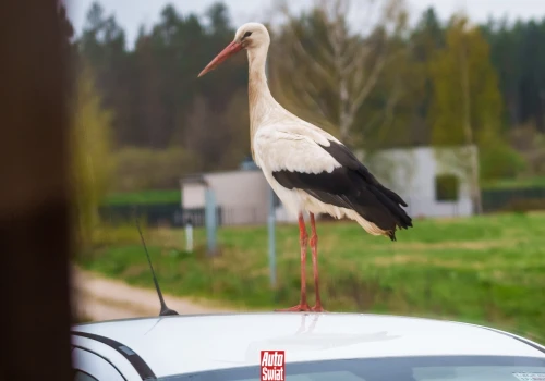 Bocian podziobał karoserię samochodu. To nie wszystko