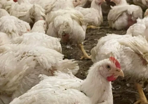 Mieszkańcy drżą o wodę! Ferma drobiu może im ją zabrać