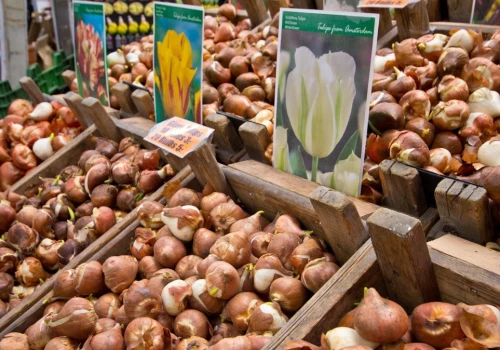 Kupiłeś cebulki tulipanów do sadzenia? Nie przechowuj ich w ten sposób