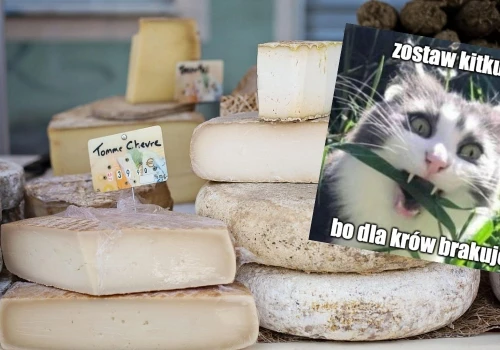 Francja: susza tak dopiekła rolnikom i krowom, że trzeba było zmienić normy żywienia i produkcji serów
