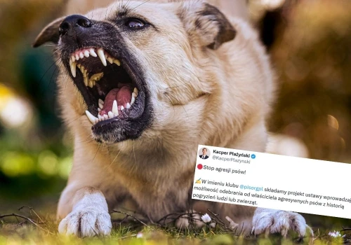 Sejm rozważy szybsze odbieranie agresywnych psów, bez możliwości ponownej adopcji