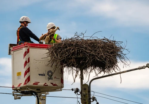 Rewolucja w badaniu bocianów. Elektroniczne obrączki same wysyłają dane