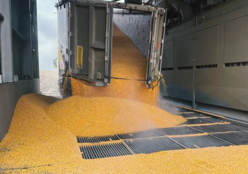 Przełomowe prognozy dla kukurydzy. Braki w Europie napędzają ceny. To szansa dla Polski