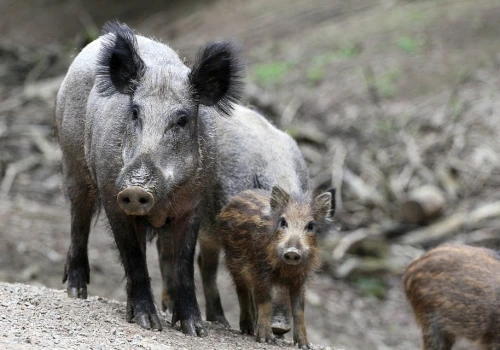 Stado dzików na ekspresówce doprowadziło do karambolu. Sześciokilometrowy zator na wjeździe do stolicy. Sprawdź utrudnienia w Warszawie