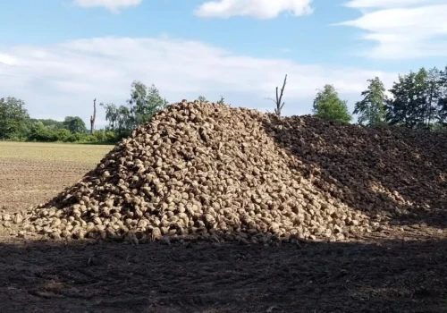 Wykopki buraków ruszyły w Wielkopolsce. O terminie nie decyduje tylko pogoda