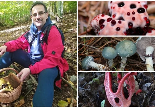 Śmierdzą, „krwawią”, świecą. Dziwaczni kuzyni borowika i maślaka