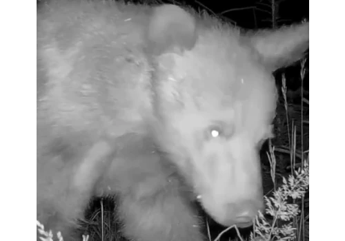 Nos jak radar. Niedźwiedź „skanuje” fotopułapkę | WIDEO