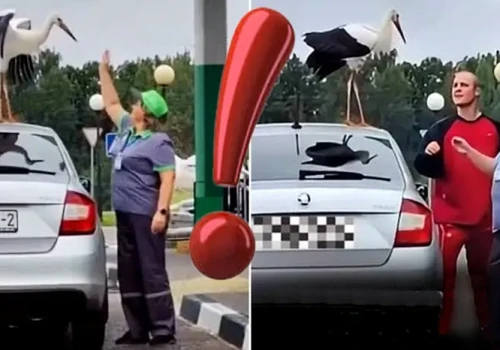 Bocian tankuje bez kolejki! (WIDEO)
