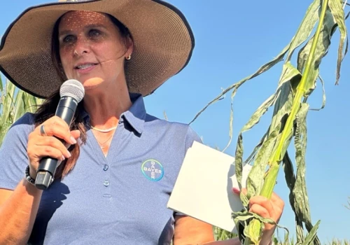 Kukurydza odporna na trudne warunki. Bayer chce rozwijać Short Corn również w Polsce