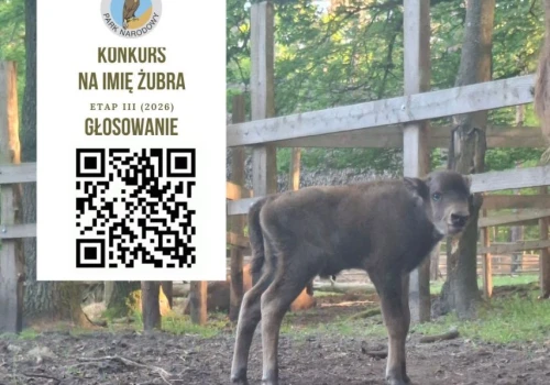 Zostało tylko 10 imion. Tak może nazywać się mały żubr z Wolińskiego Parku Narodowego