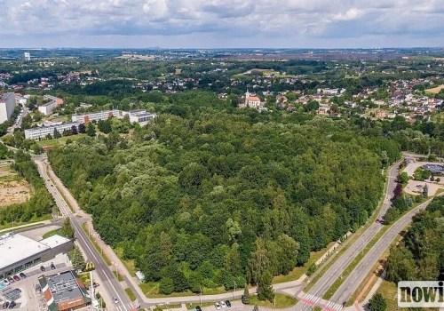 Stop wycince drzew w strefie centrum. Jest petycja do prezydenta w tej sprawie